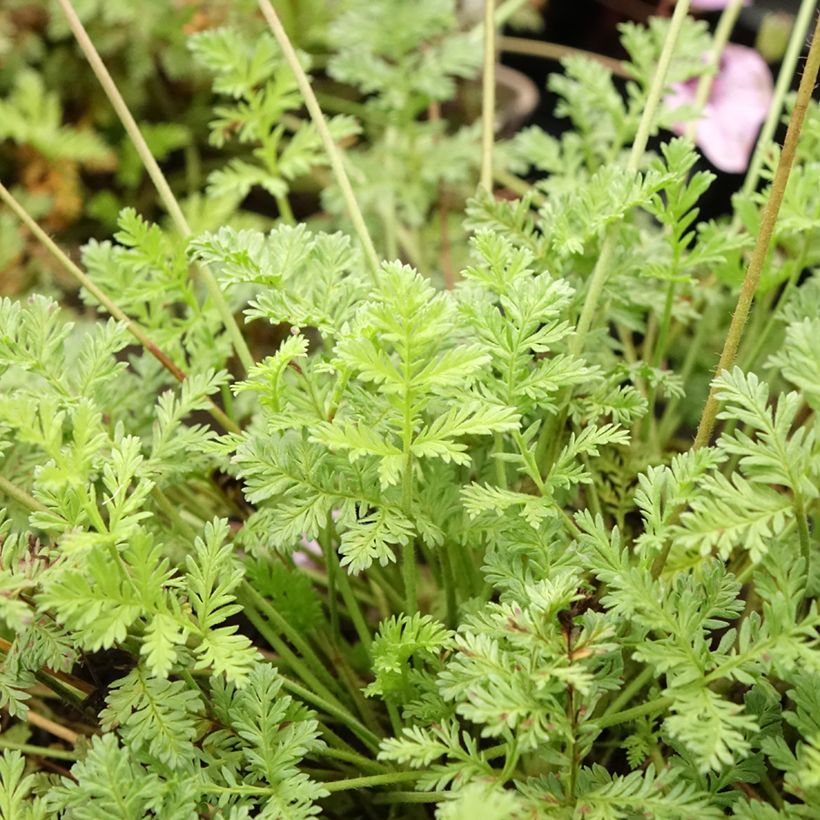 Erodium glandulosum Spanish Eyes - Storksbill (Foliage)