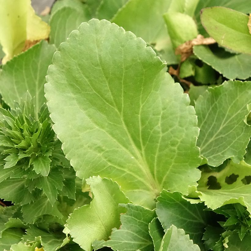 Eryngium planum Blue Hobbit (Foliage)