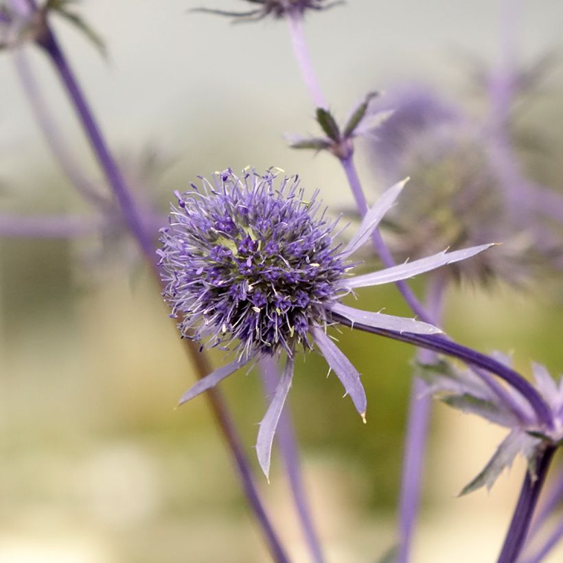 Eryngium planum (Flowering)