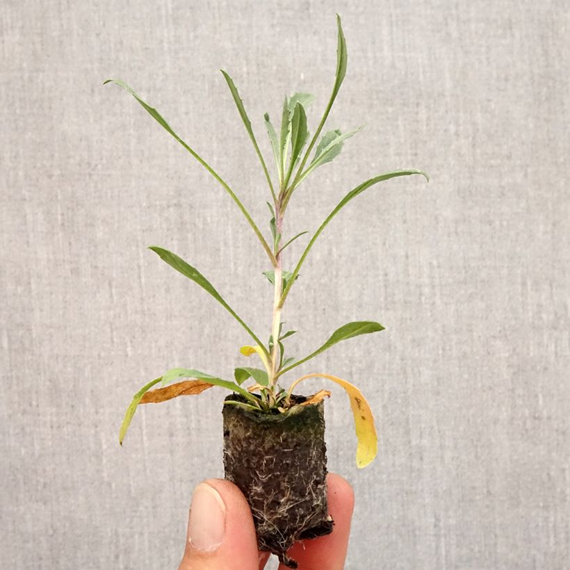 Erysimum allionii Zwerg Jaune - Wallflower Plug plant 3/4cm sample as delivered in autumn