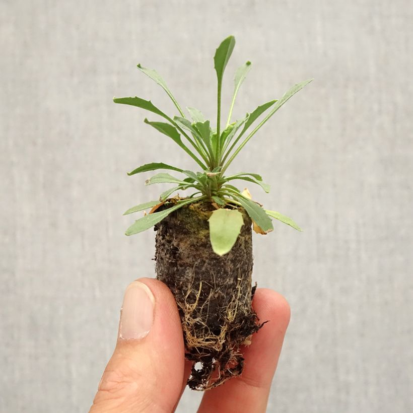 Erysimum allionii Zwerg Mango - Wallflower Plug plant 3/4cm sample as delivered in autumn