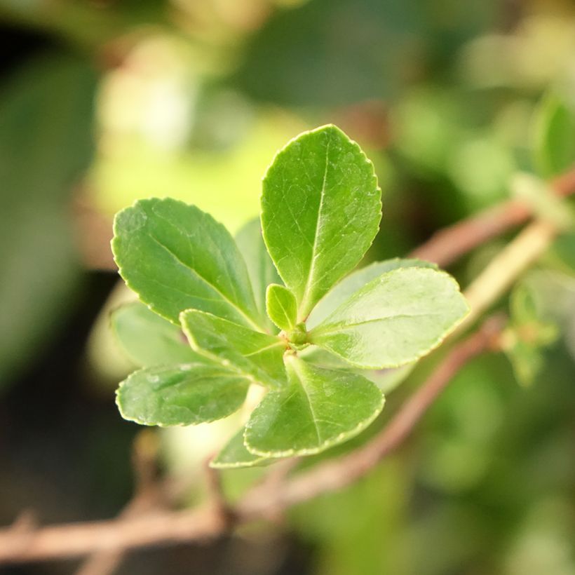 Escallonia C.F. Ball (Foliage)