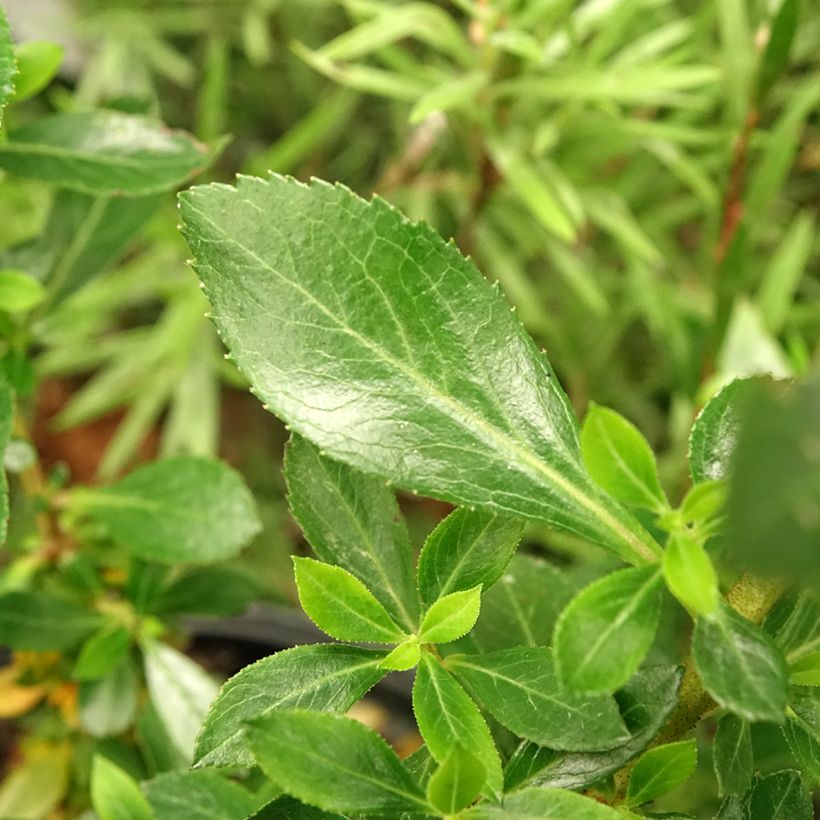 Escallonia Show Stopper (Foliage)