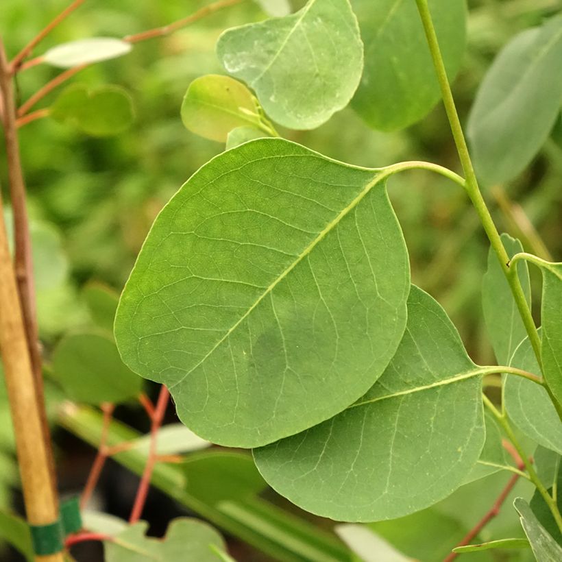 Eucalyptus camphora subsp camphora (Foliage)