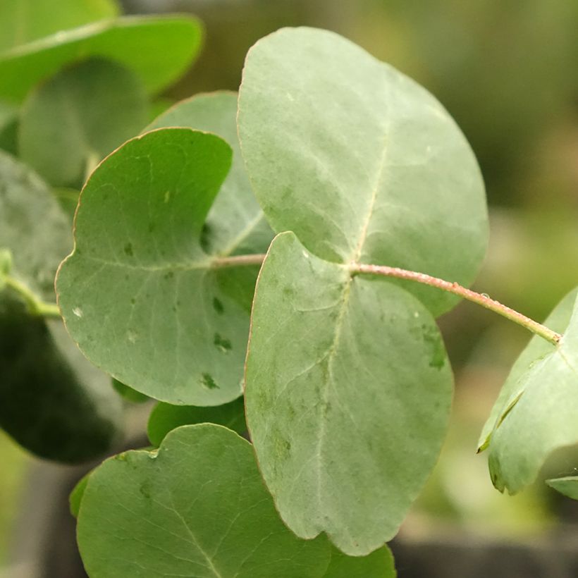 Eucalyptus cinerea Silver Dollar (Foliage)