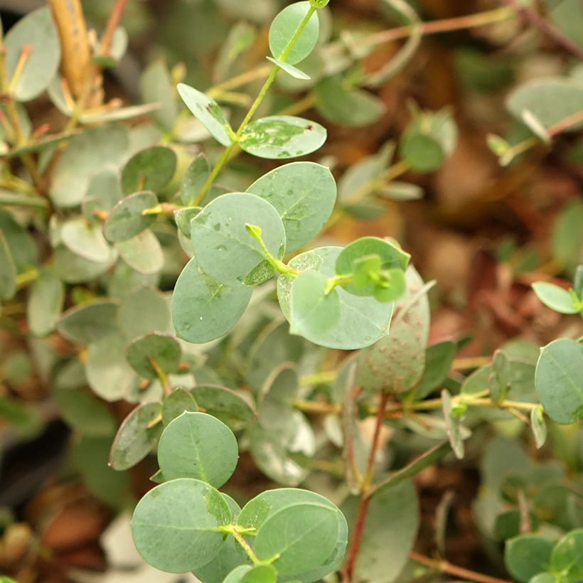 Eucalyptus coccifera (Foliage)