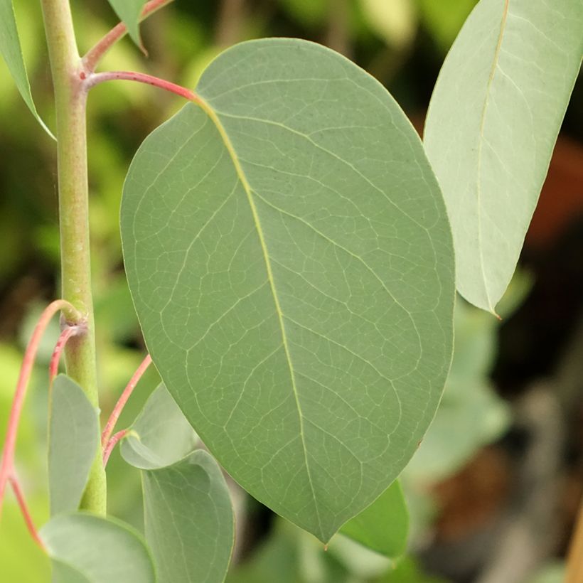 Eucalyptus delegatensis subsp. tasmaniensis (Foliage)