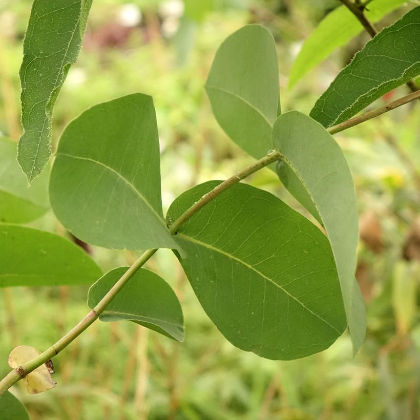 Eucalyptus elliptica (Foliage)