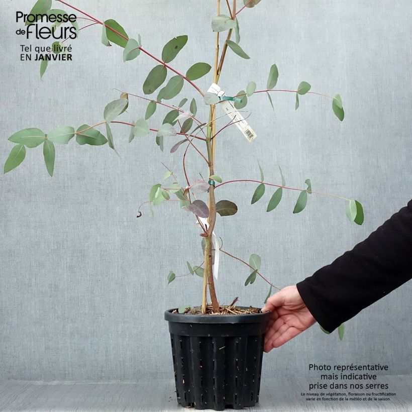 Eucalyptus elliptica - Gommier blanc de Bendemeer - Pot de 4L/5L sample as delivered in winter