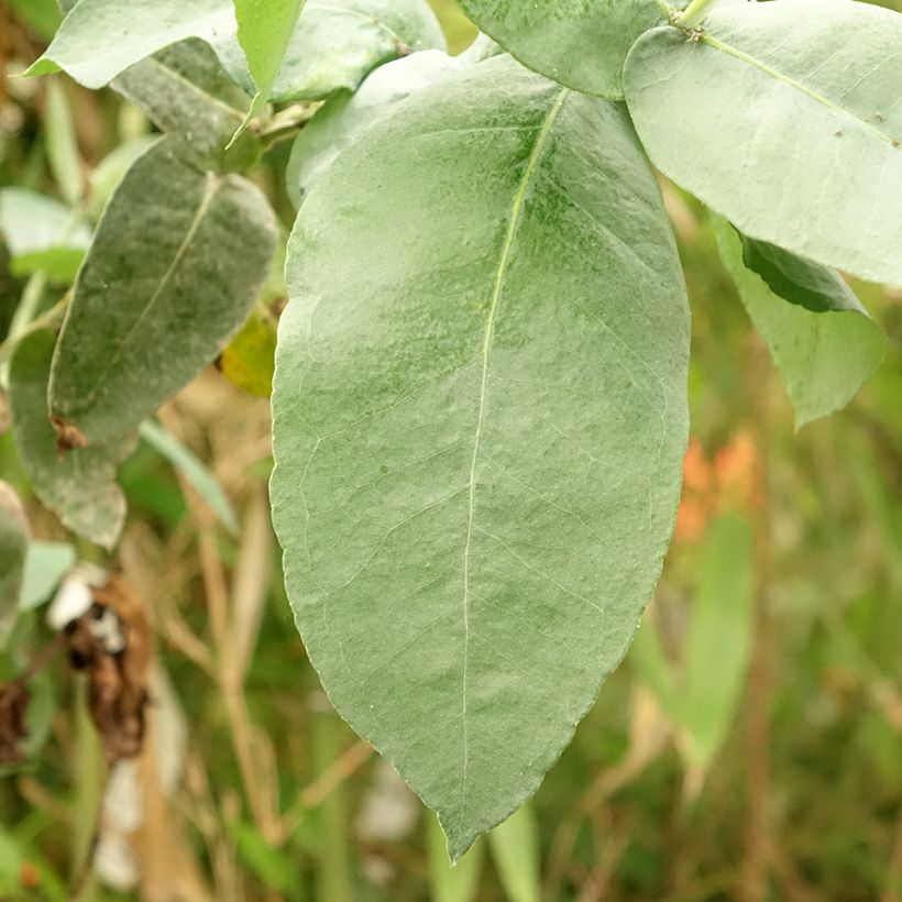 Eucalyptus globulus subsp bicostata (Foliage)