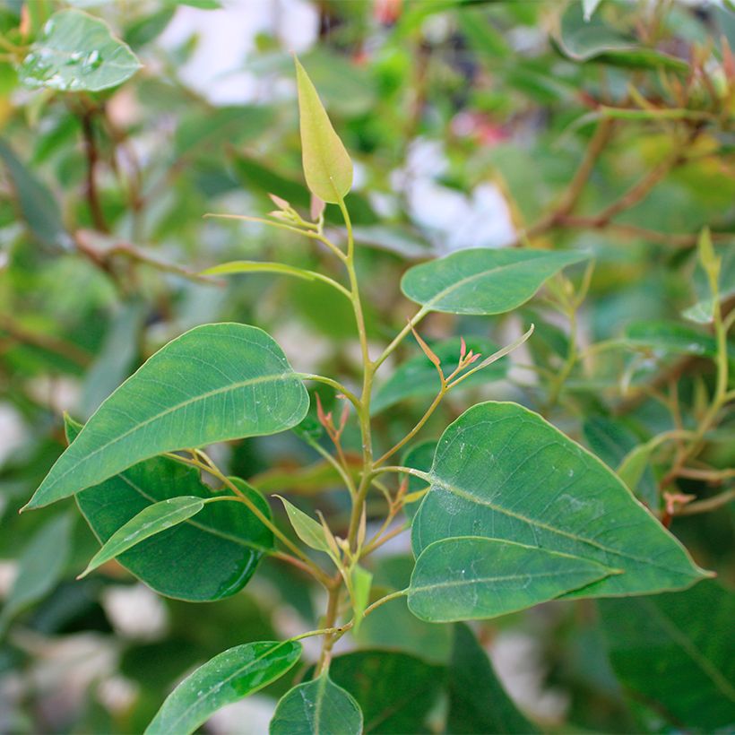 Eucalyptus gomphocephala Kaduri-KKL (Foliage)