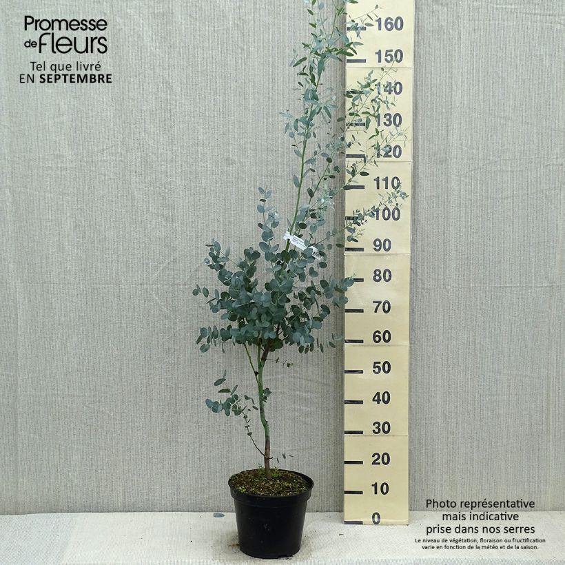 Eucalyptus gunnii Silverana en pot de 4L/5L sample as delivered in autumn