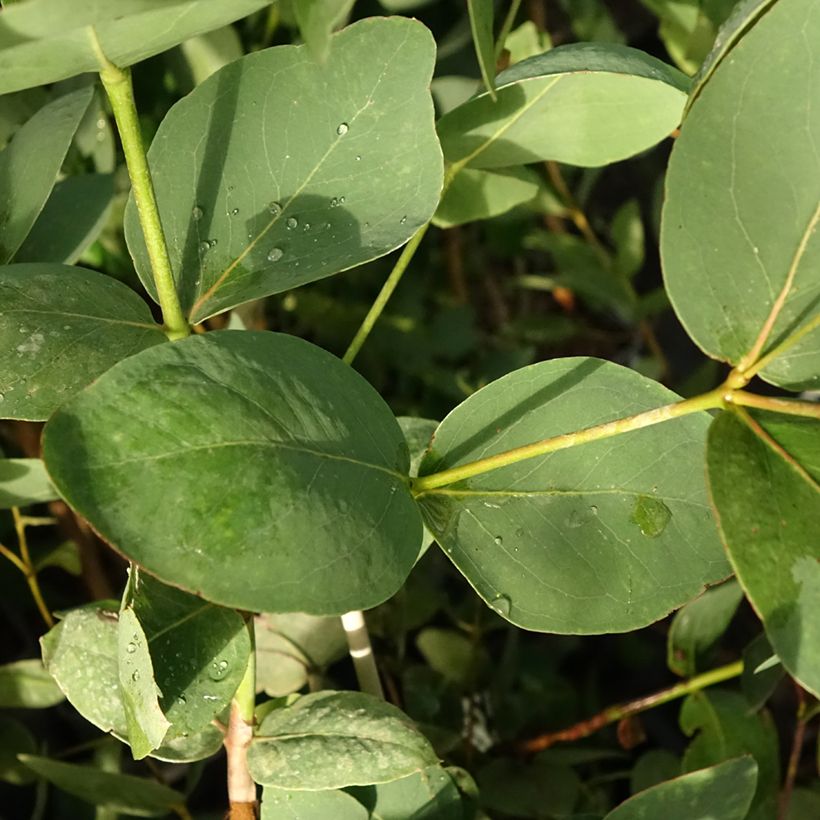 Eucalyptus leucoxylon Rosea (Foliage)