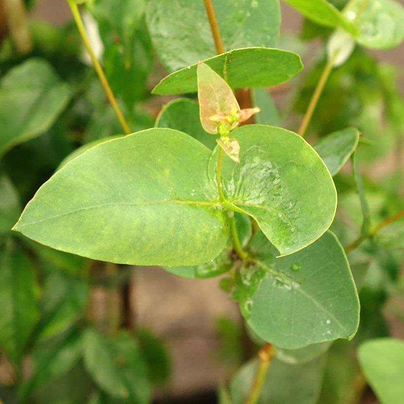 Eucalyptus leucoxylon Rosea (Foliage)