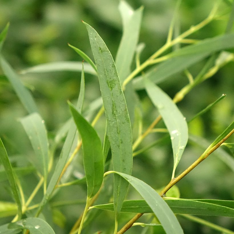 Eucalyptus moorei var. moorei (Foliage)