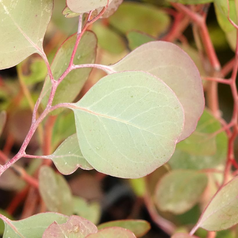 Eucalyptus polyanthemos (Foliage)