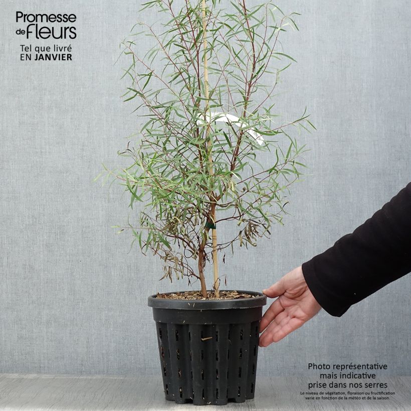 Eucalyptus pulchella ou linearis - Gommier menthe poivrée blanche - Pot de 4L/5L sample as delivered in winter