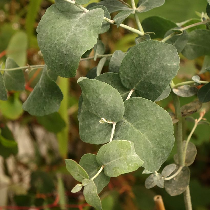 Eucalyptus urnigera (Foliage)