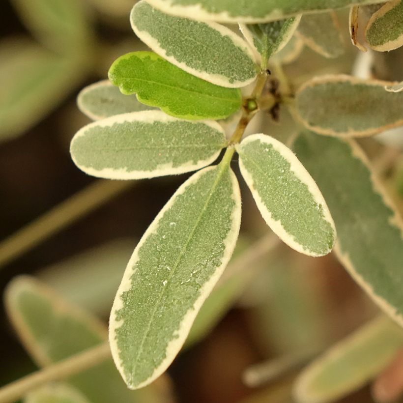 Eucryphia lucida Gilt Edge (Foliage)