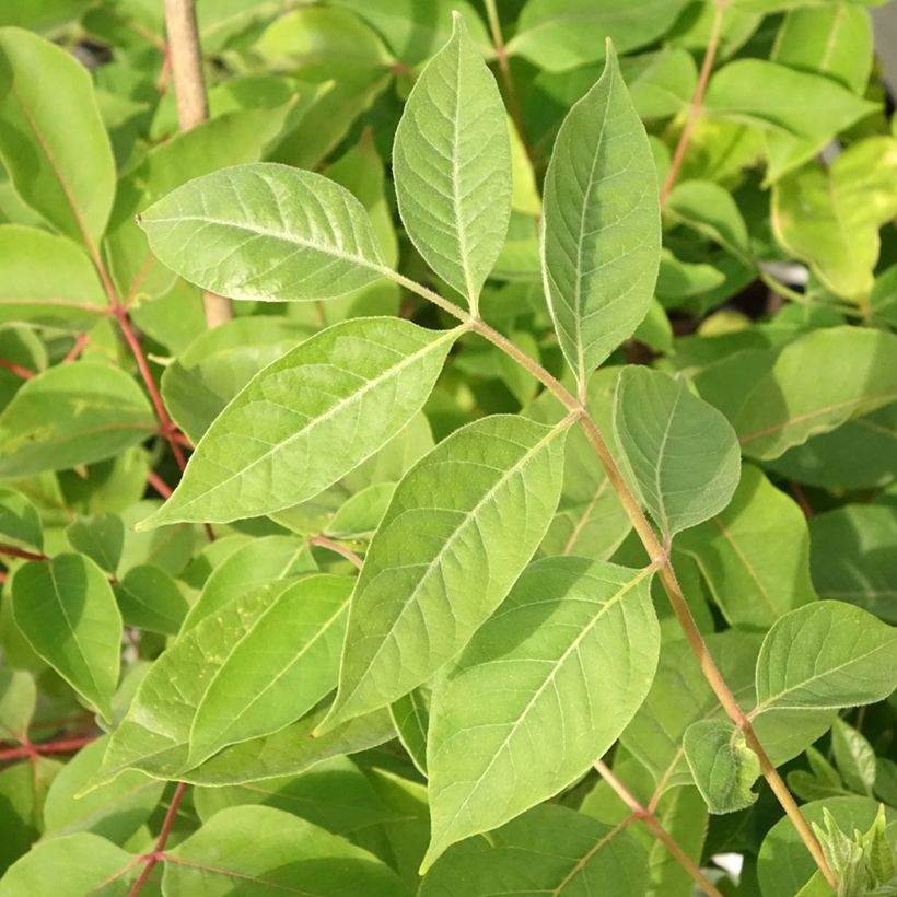 Tetradium daniellii (Foliage)