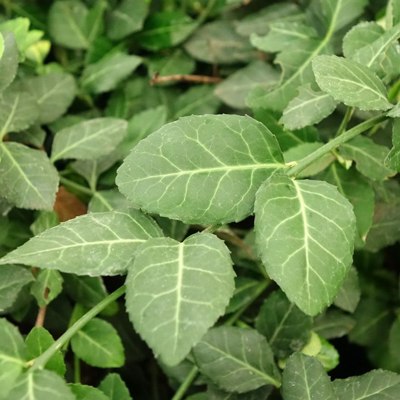 Euonymus fortunei Darts Blanket - Spindle (Foliage)