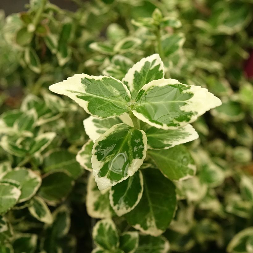 Euonymus fortunei Emerald Gaiety - Spindle (Foliage)