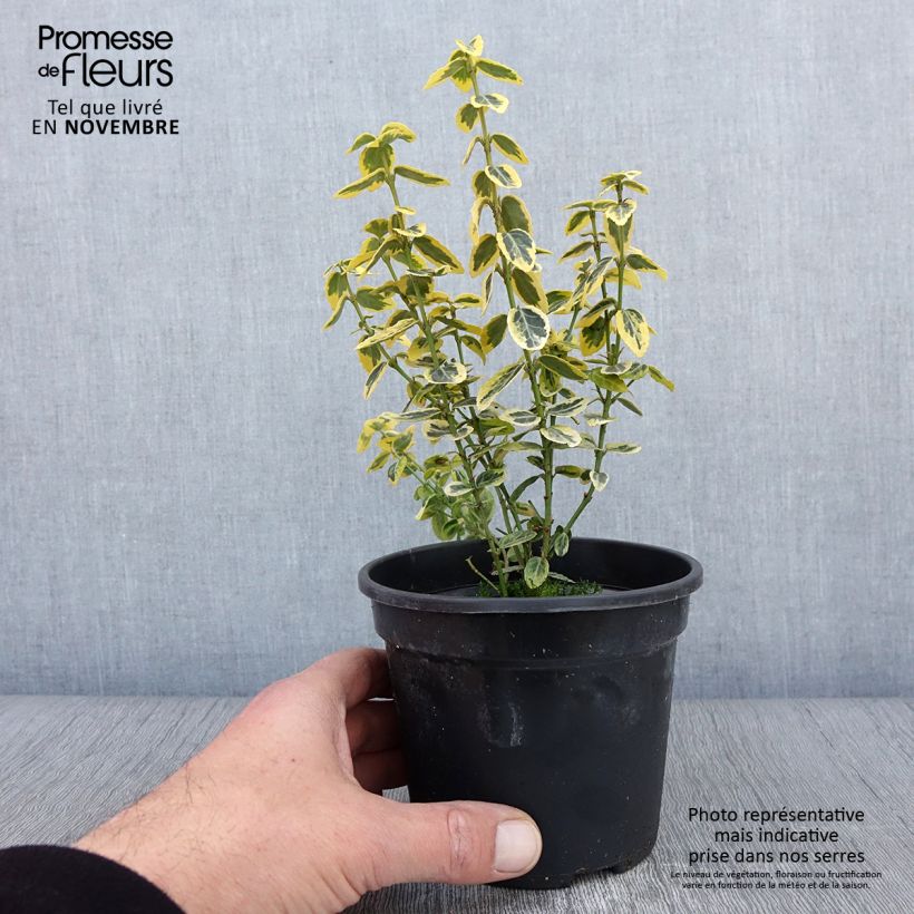 Euonymus fortunei Emerald 'n gold - Fusain en pot de 1L/1,5L sample as delivered in autumn