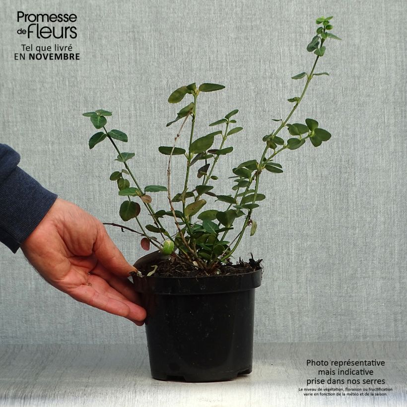 Euonymus fortunei Radicans - Fusain rampant Pot de 1L/1,5L sample as delivered in autumn