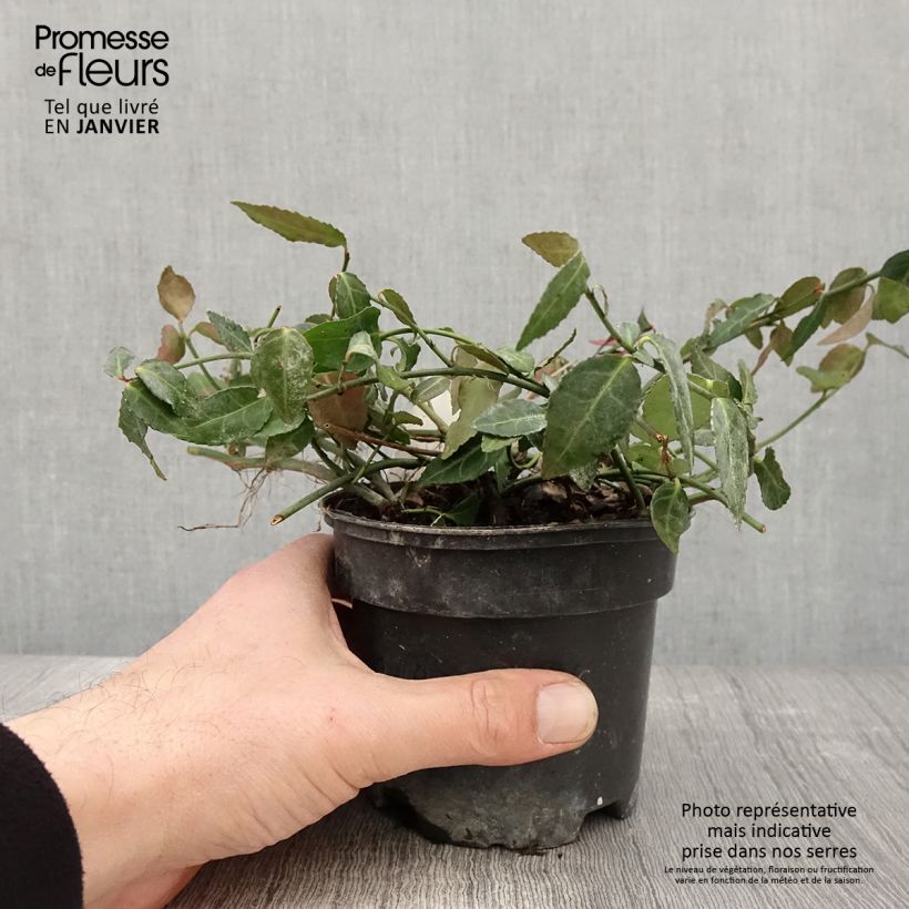 Euonymus fortunei Radicans - Fusain rampant Pot de 1L/1,5L sample as delivered in winter