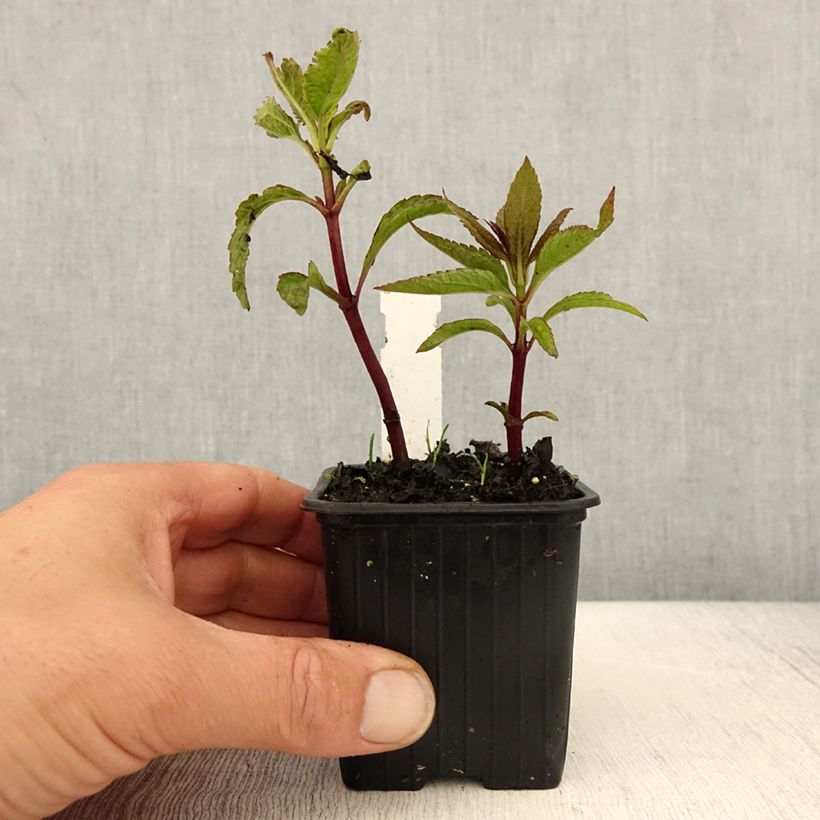 Eupatorium dubium Baby Joe 8/9 cm pot sample as delivered in spring