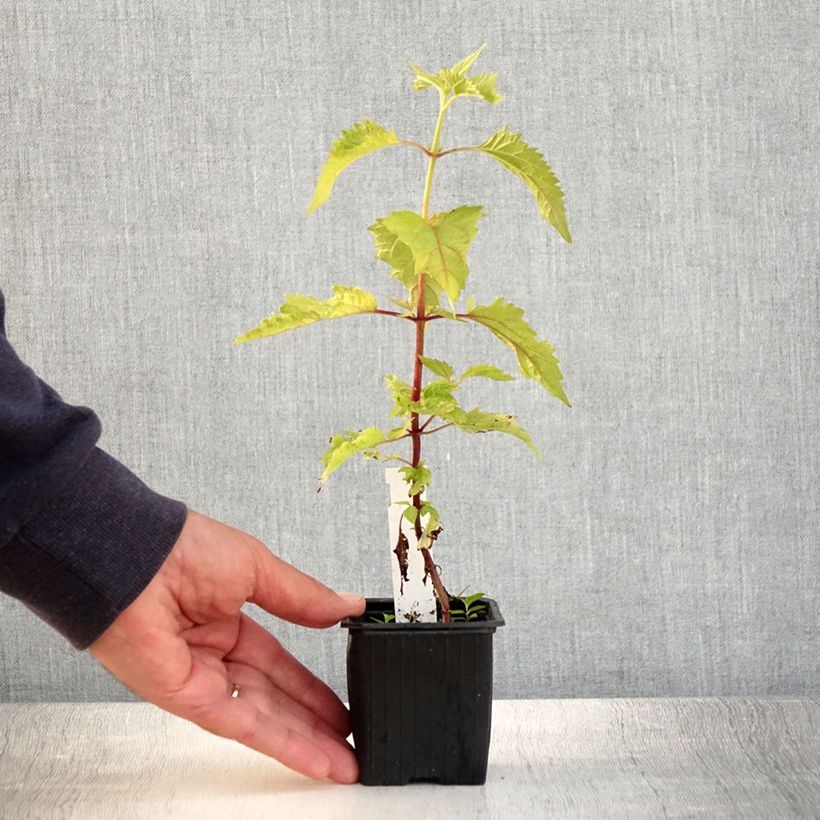 Eupatorium rugosum, Eupatoire Godet de 8 cm sample as delivered in summer