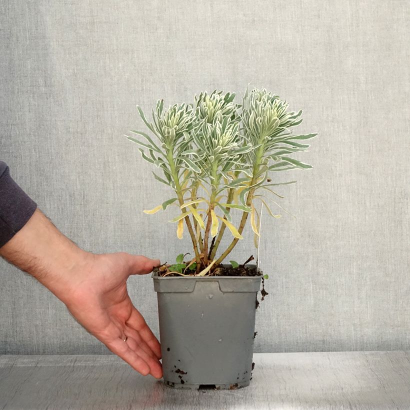 Euphorbe characias Glacier Blue en pot de 1.5/2 litres sample as delivered in autumn