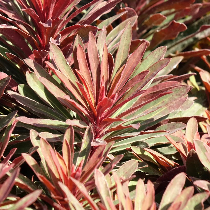 Euphorbia characias Miners Merlot - Spurge (Foliage)