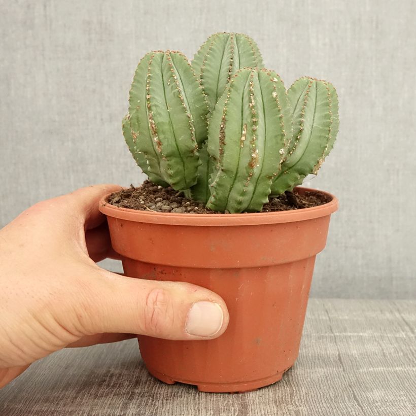 Euphorbia glauca Pot de 13 cm sample as delivered in spring