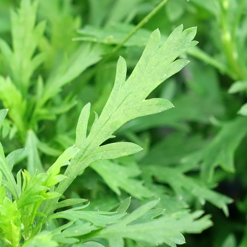 Euryops chrysanthemoides Sonnenschein (Foliage)