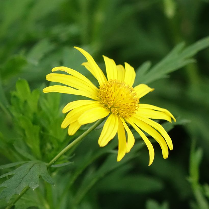 Euryops chrysanthemoides Sonnenschein (Flowering)