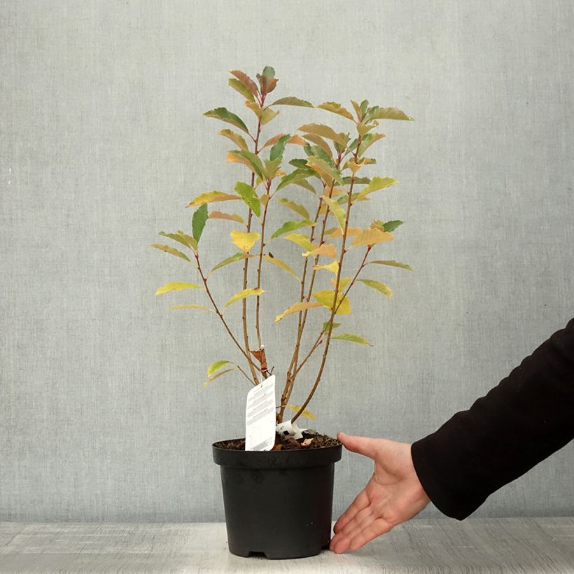 Exochorda racemosa Blushing Pearl 'Huibl' - Pot de 3L/4L sample as delivered in autumn