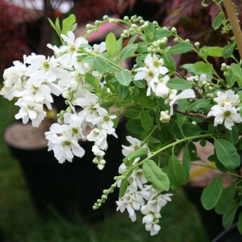 Exochorda macrantha  The Bride (Plant habit)