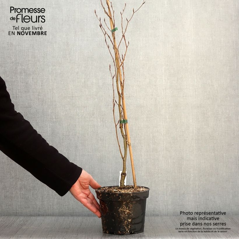 Fagus sylvatica Dawyck Gold - H?tre fastigi? dor? Pot de 2L/3L sample as delivered in autumn