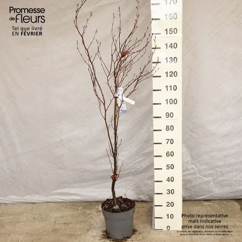 Fagus sylvatica Dawyck - Hêtre fastigié Pot de 10L sample as delivered in winter