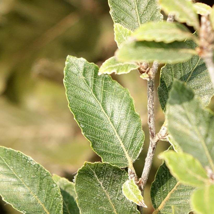 Fagus sylvatica Felderbach (Foliage)