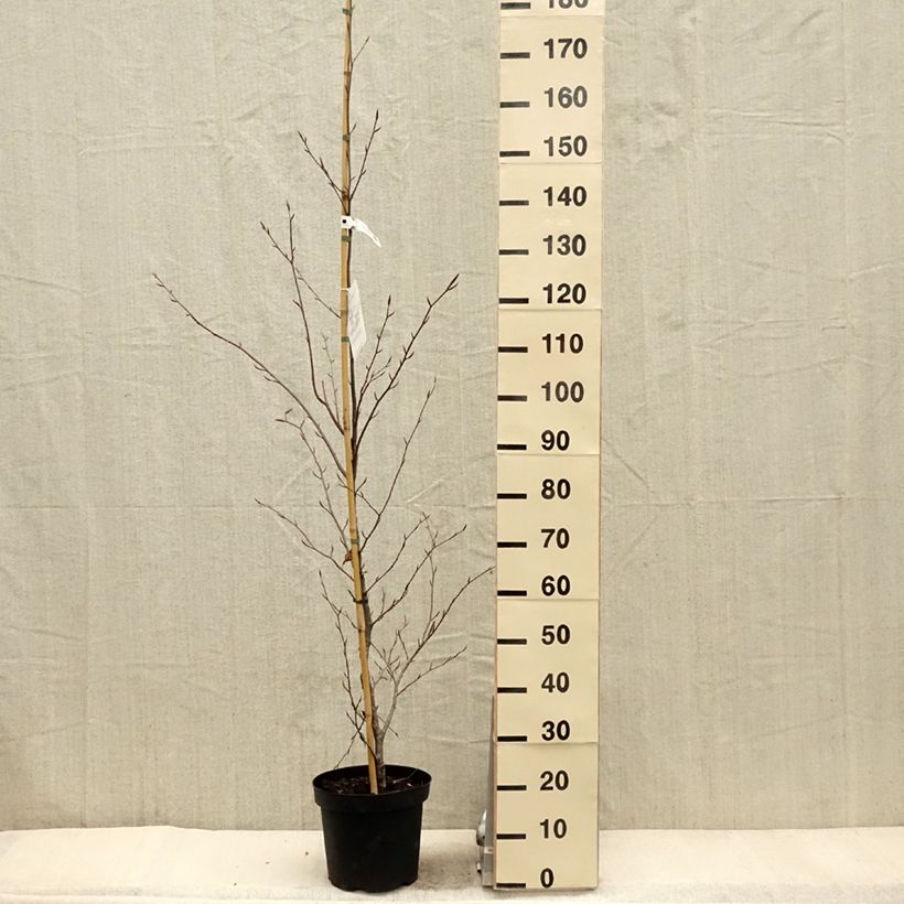 Fagus sylvatica Midnight Feather - Beech 7.5L/10L potShipped height around 120/150cm sample as delivered in spring