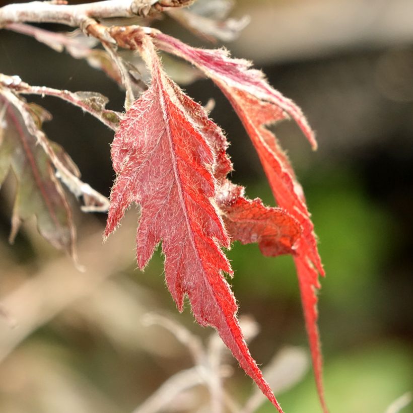 Fagus sylvatica Midnight Feather - Beech (Foliage)