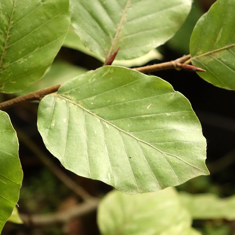 Fagus sylvatica Rolf Marquardt - Beech (Foliage)