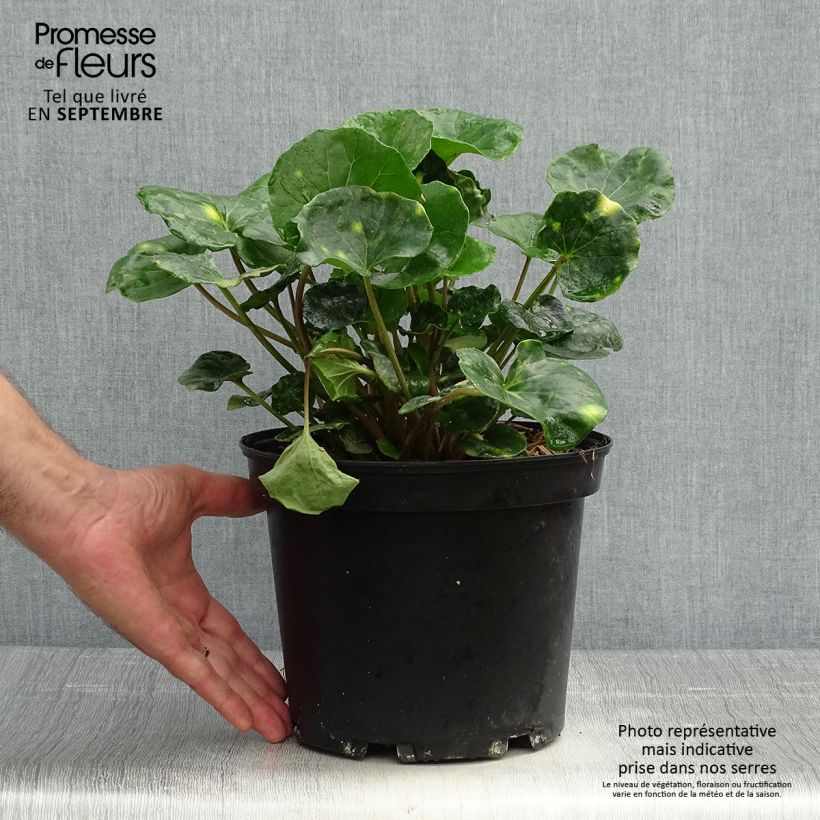 Farfugium japonicum Aureomaculatum - Plante Panthère. Pot de 3L/4L sample as delivered in autumn