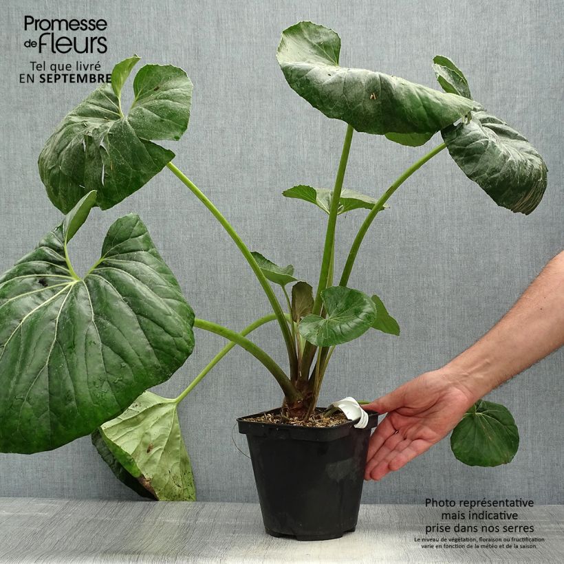 Farfugium japonicum Gigantea - Plante Panthère géante. Pot de 3L/4L sample as delivered in autumn