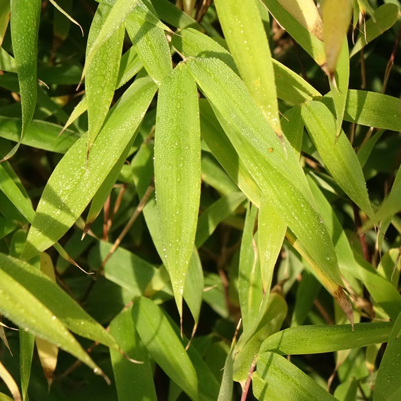 Fargesia Malachite Monkeys - Non-running bamboo (Foliage)