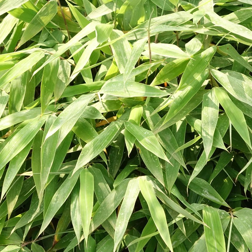 Fargesia Moontears (Foliage)