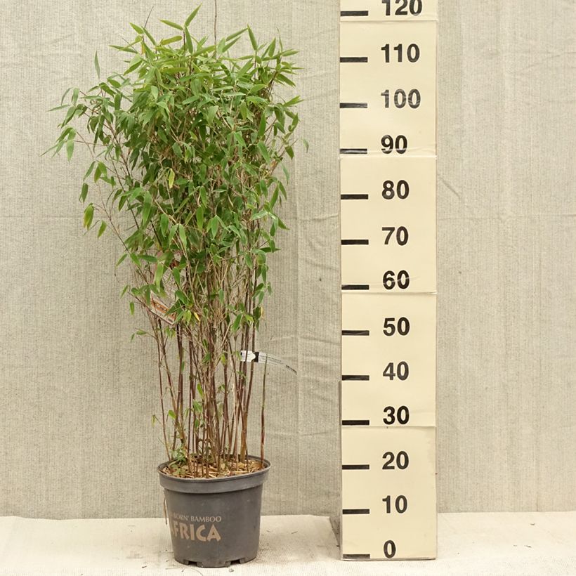 Fargesia murielae Red Zebra - Non-running bamboo 7.5L/10L potShipped height around 60/80cm sample as delivered in summer