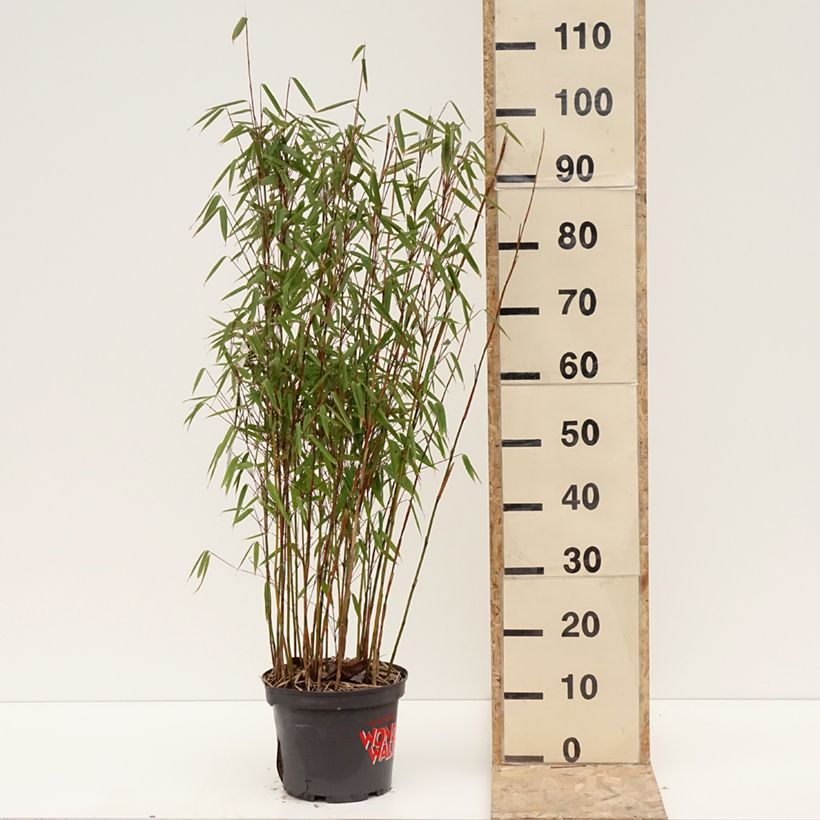 Fargesia murielae Violet Woods  - Non-running bamboo 4L/5L pot sample as delivered in winter